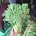茼蒿菜，蒿子杆，毛把菜，实心光杆，质优价廉