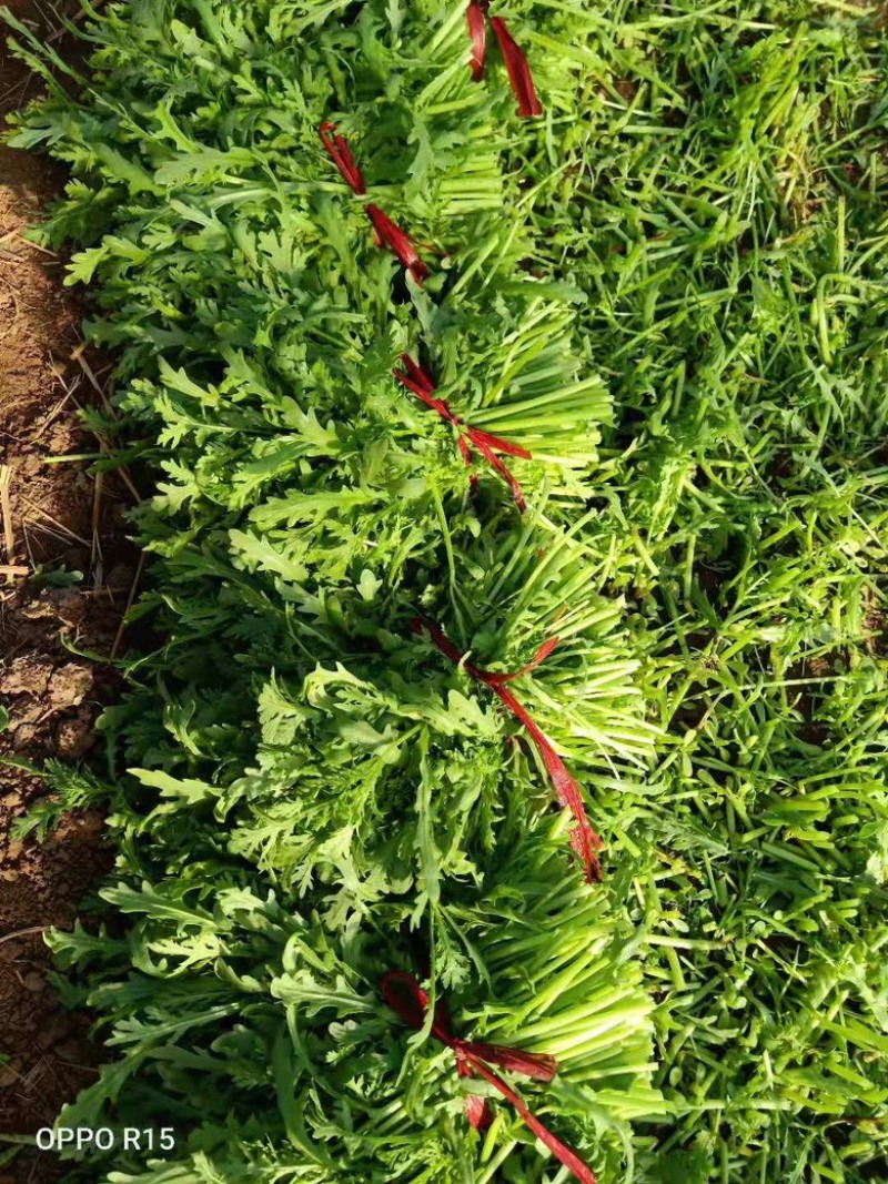 茼蒿菜，蒿子杆，毛把菜，实心光杆，质优价廉
