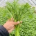茼蒿菜，蒿子杆，毛把菜，实心光杆，质优价廉