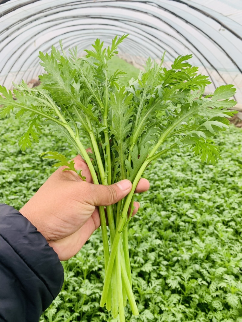 茼蒿菜，蒿子杆，毛把菜，实心光杆，质优价廉