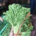 茼蒿菜，蒿子杆，毛把菜，实心光杆，质优价廉