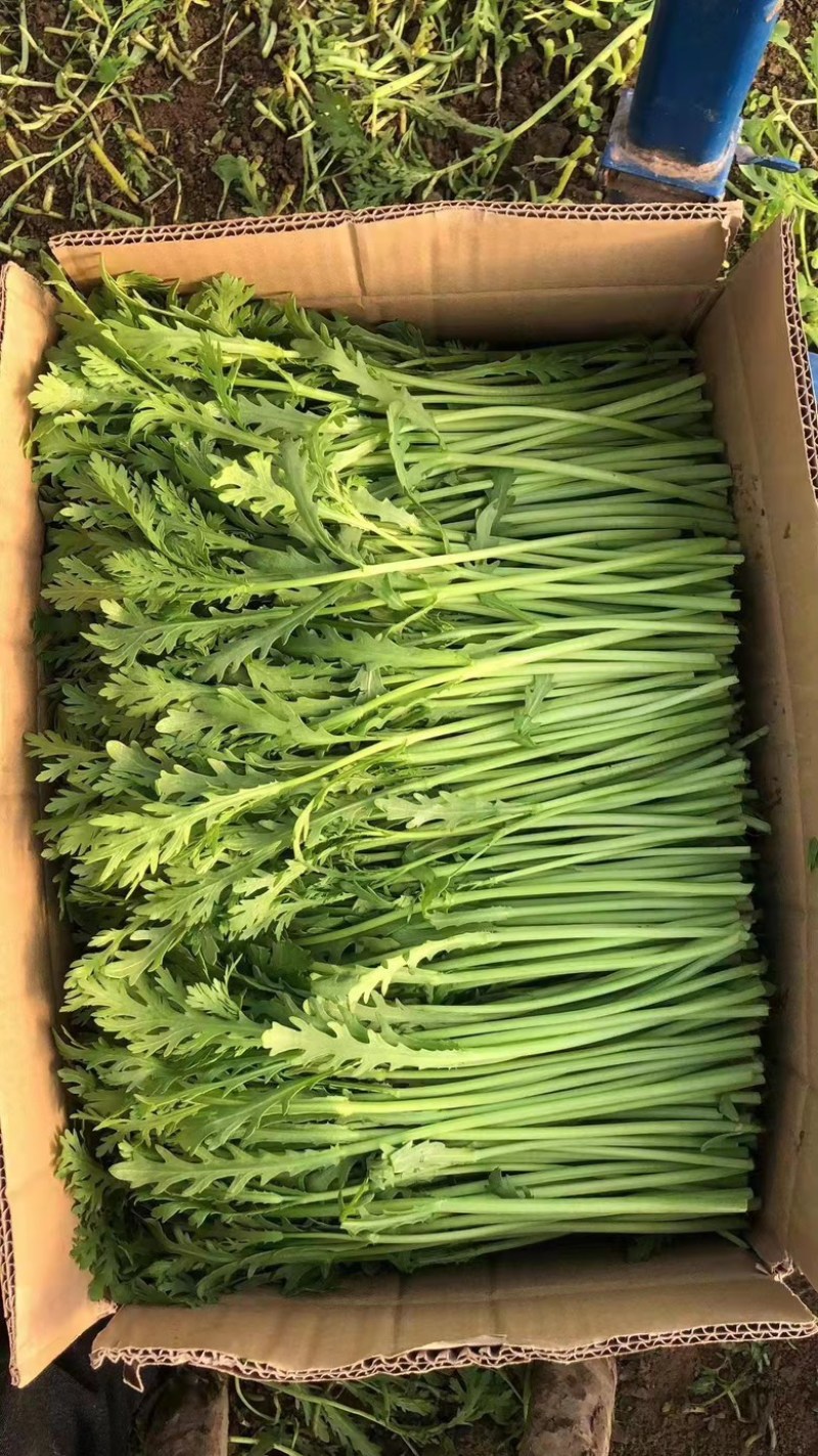 茼蒿菜，蒿子杆，毛把菜，实心光杆，质优价廉