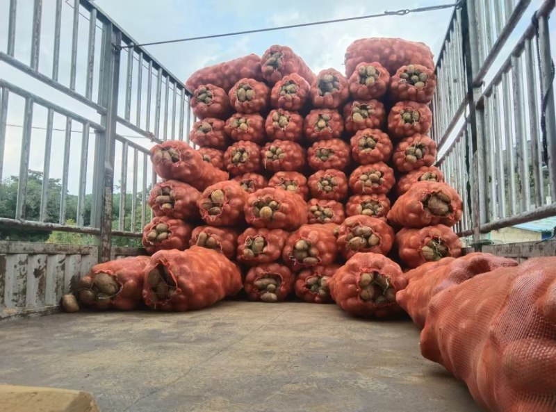 大量批发贵州威宁黄心土豆，可以上门提供。