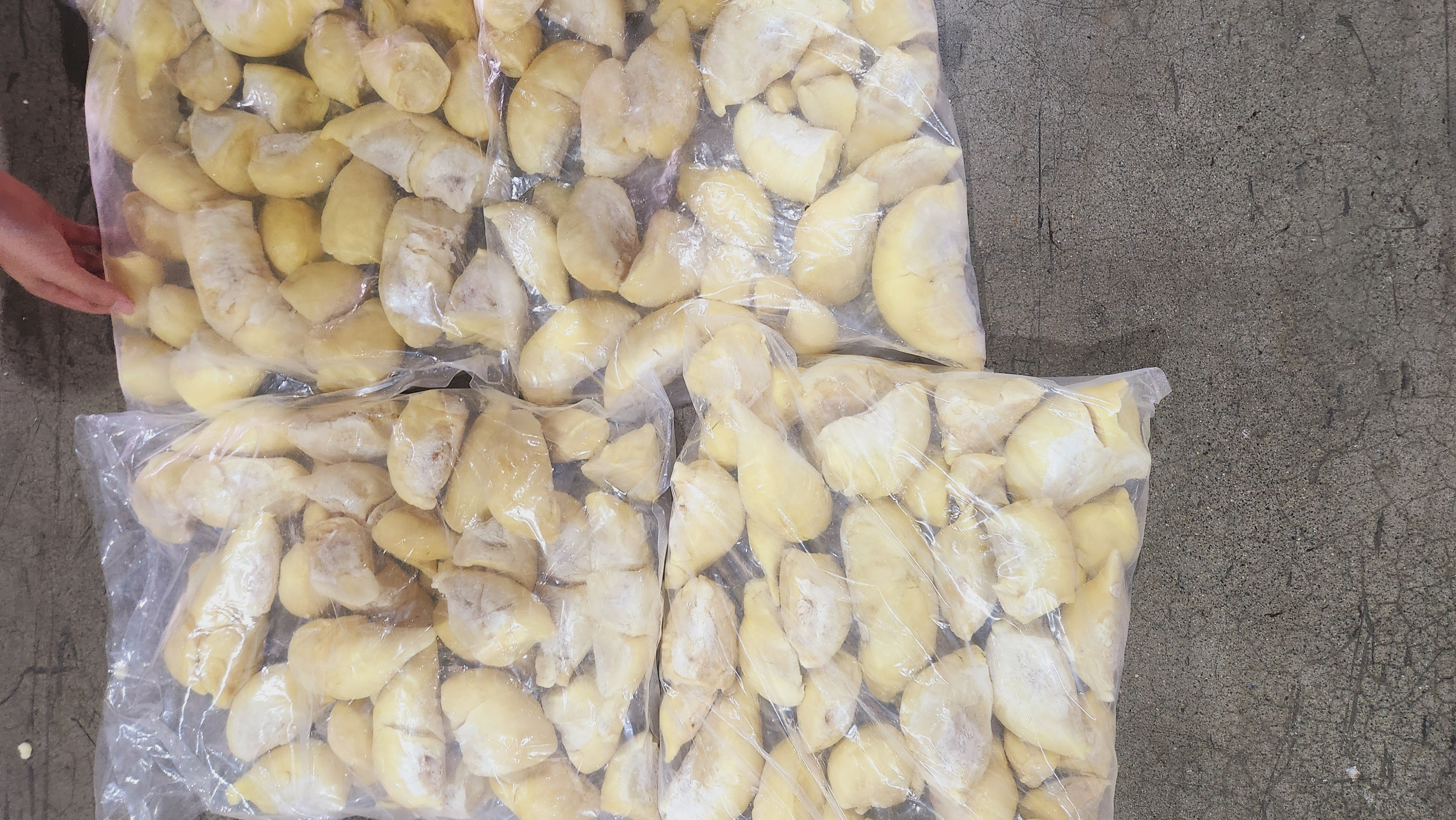 金枕头榴莲果肉展示