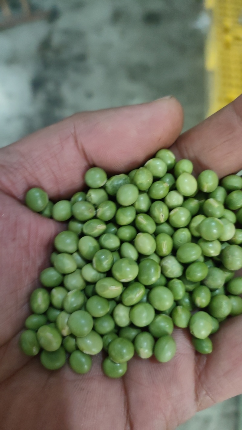 青豆，青豆芽苗菜专用货源充足量大从优诚信经营
