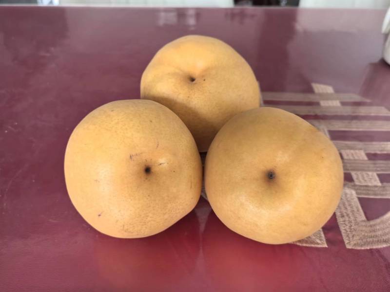 【热销】晚秋黄梨产地直发保质保量对接商超团购直播等
