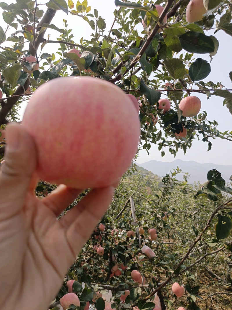 红富士苹果大量上市，需要的老板前来选购