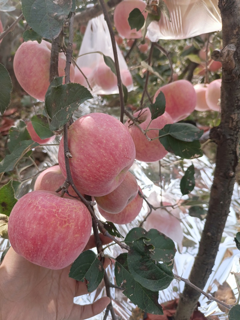 红富士苹果大量上市，需要的老板前来选购