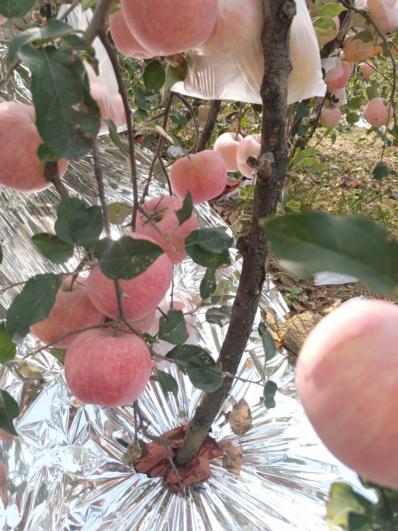 红富士苹果大量上市，需要的老板前来选购