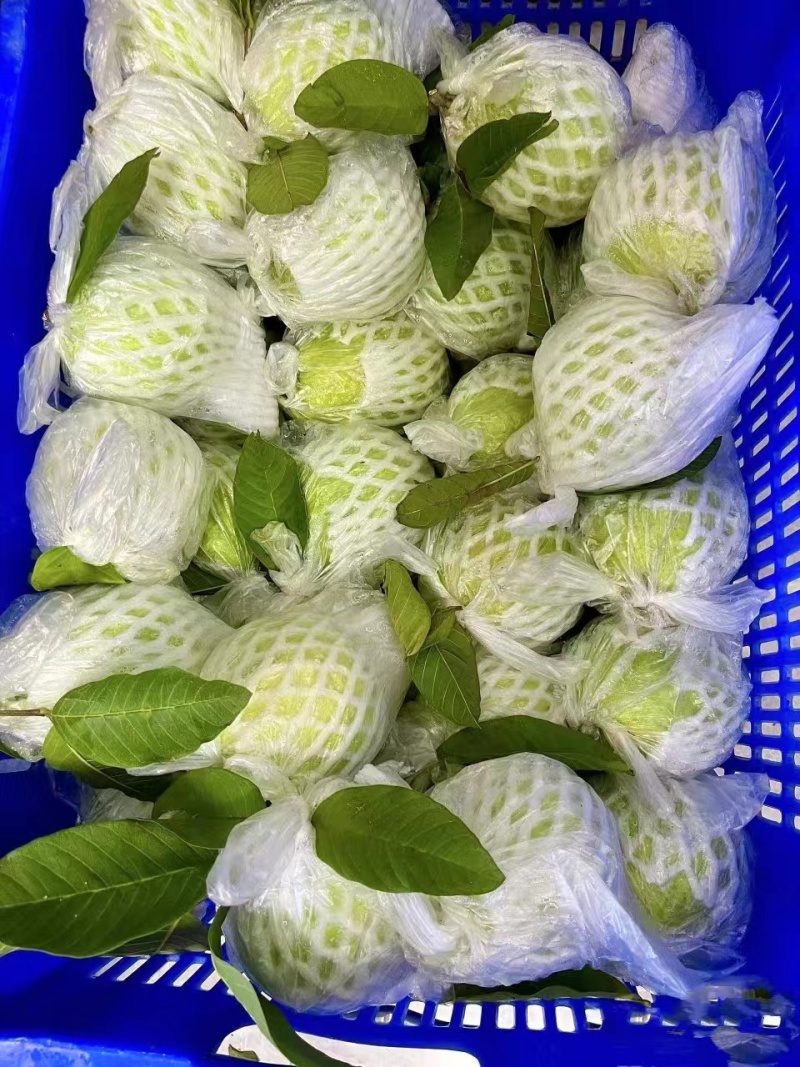 红心芭乐广西芭乐，产地一手货源，可视频看货，对接全国客商
