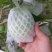 红心芭乐广西芭乐，产地一手货源，可视频看货，对接全国客商