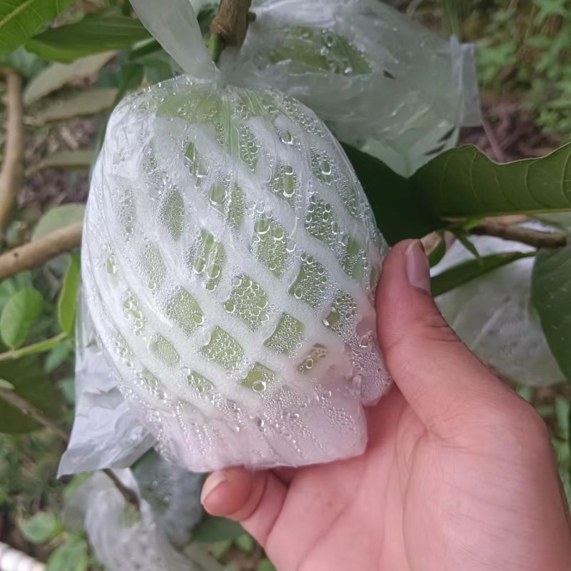 红心芭乐广西芭乐，产地一手货源，可视频看货，对接全国客商