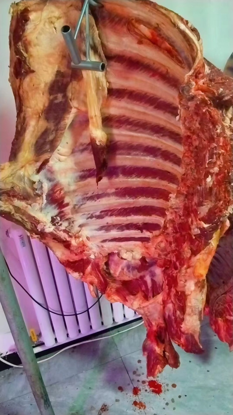 鲜牛腩牛肉都是大草原上吃草长大的