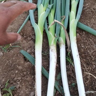 长白大葱大量上市