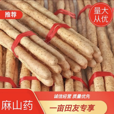 【今日推荐】河北双棒山药，棒山药，可视频看货对接全国。