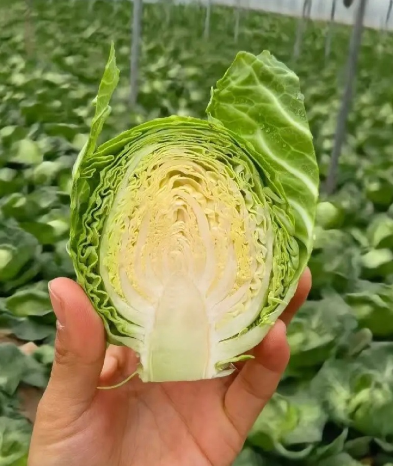 湖北甘蓝圆包