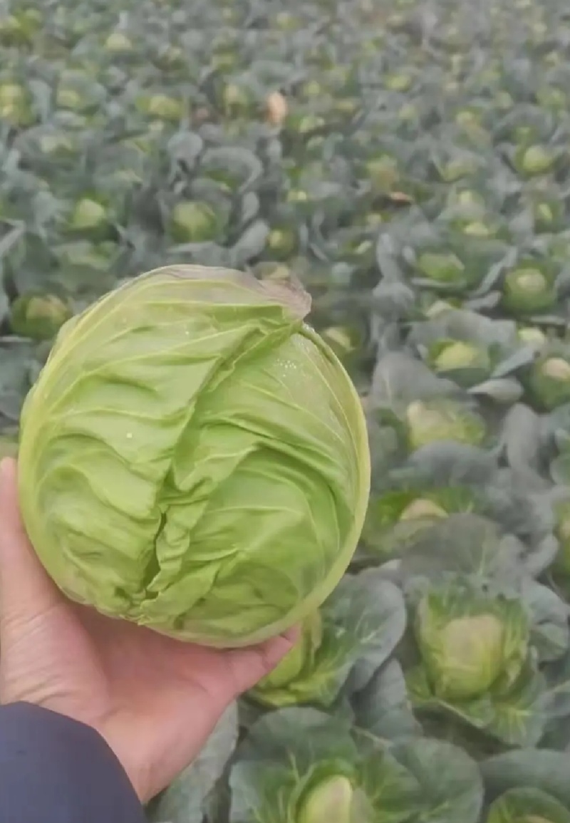 湖北甘蓝圆包
