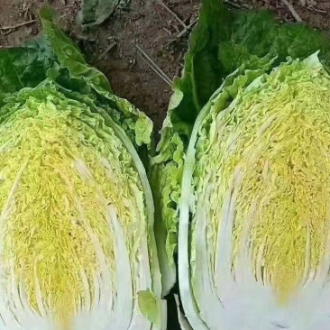 湖北黄心大白菜，一手货源，诚信经营，可视频看货，欢迎来电