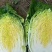 湖北黄心大白菜，一手货源，诚信经营，可视频看货，欢迎来电
