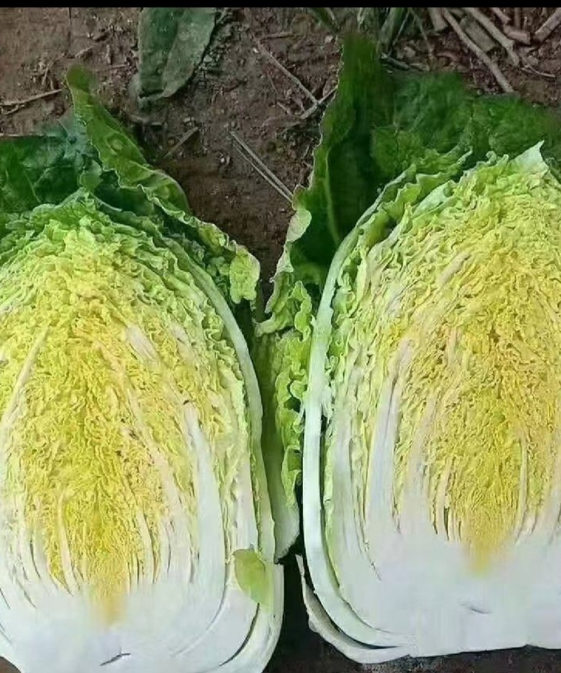 湖北黄心大白菜，一手货源，诚信经营，可视频看货，欢迎来电
