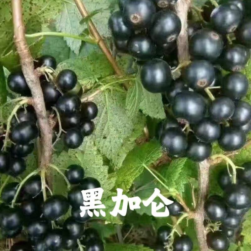黑醋栗苗也叫黑加仑苗大果高产保证成活率批发价