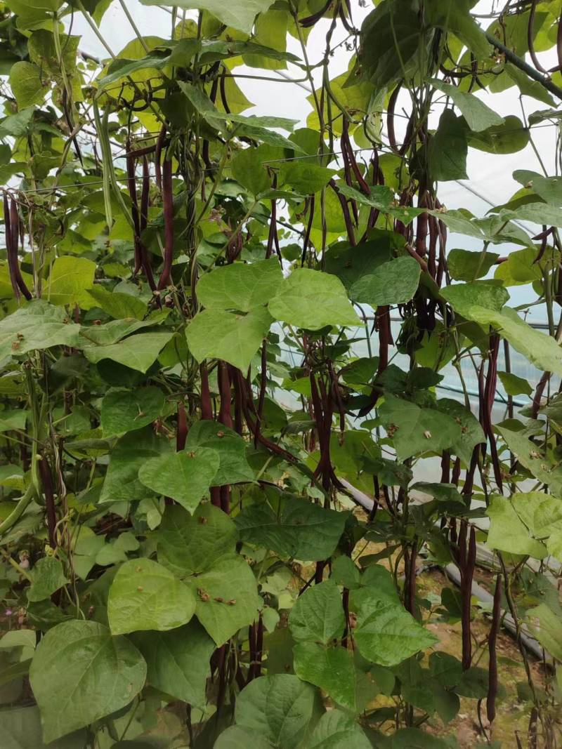 紫袍豆角冷棚货