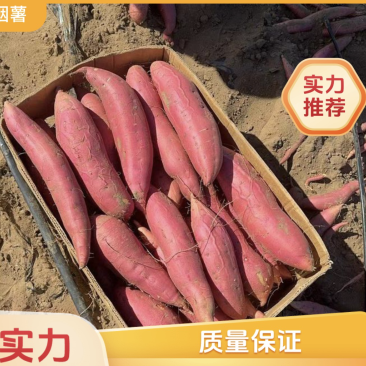 【实力】河北烟薯产地直发可视频看货对接全国一手货源