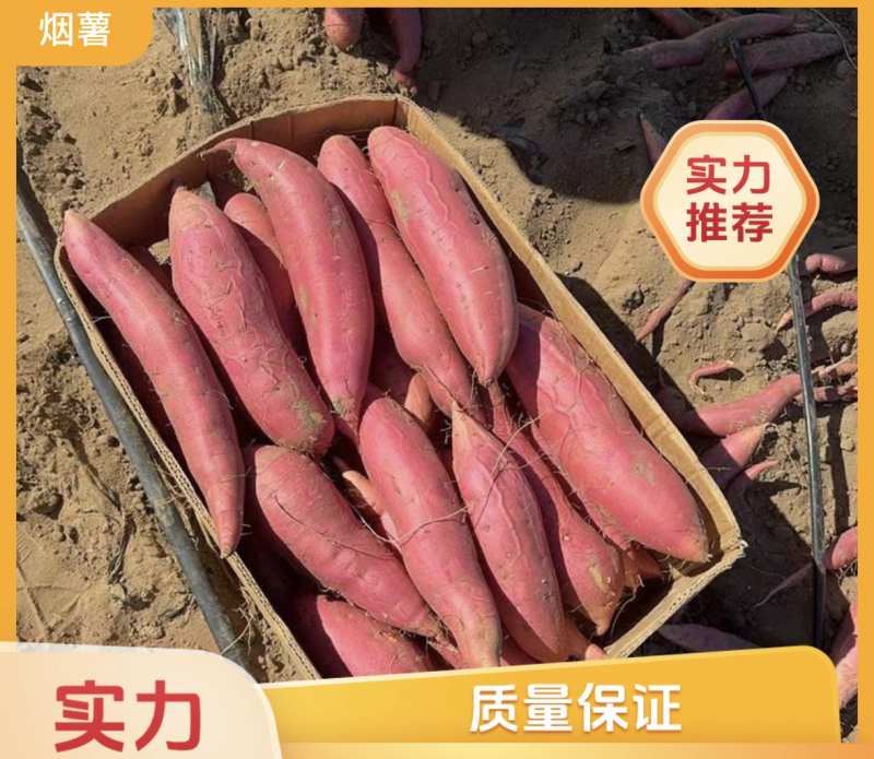 【实力】河北烟薯产地直发可视频看货对接全国一手货源