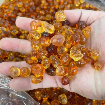 珍珠桃胶
