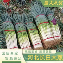 【实力推荐】河北大葱一手货源品质保证可视频看货