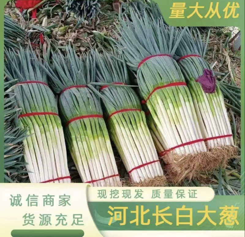 【实力推荐】河北大葱一手货源品质保证可视频看货