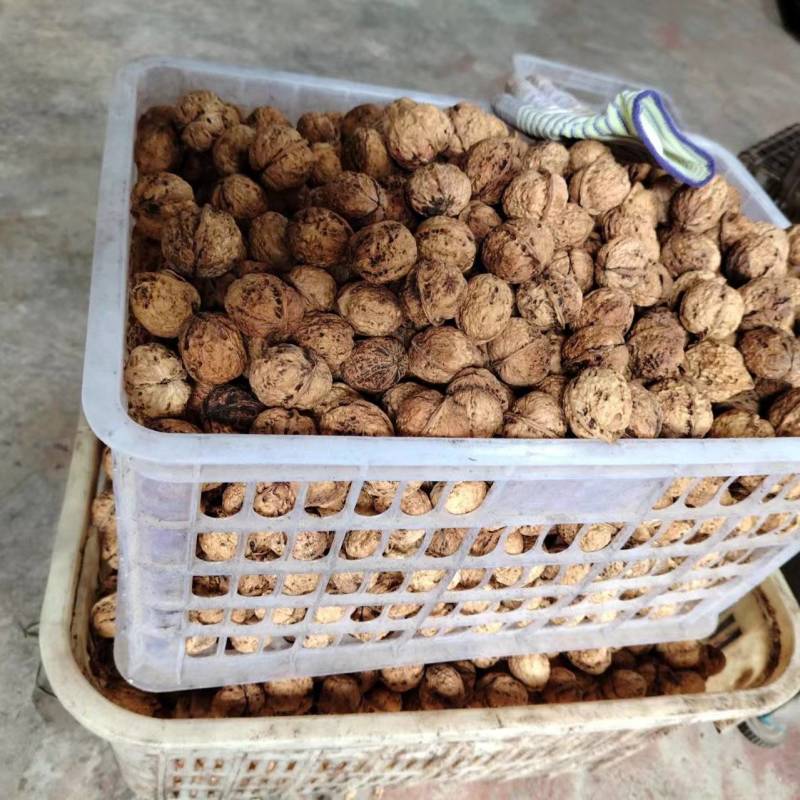 核桃仁货量大价格面议