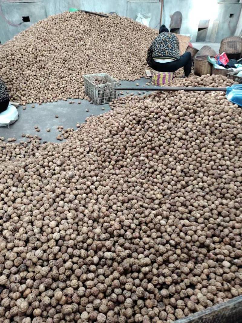 核桃仁货量大价格面议