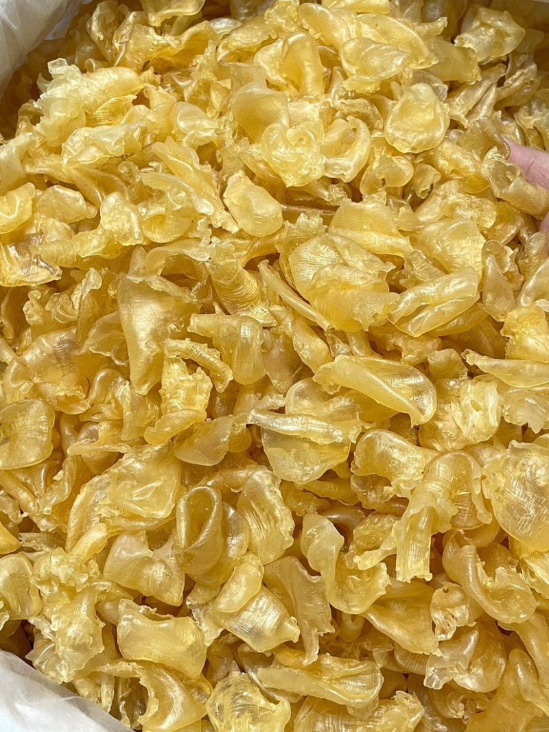珍珠鱼胶花胶200头