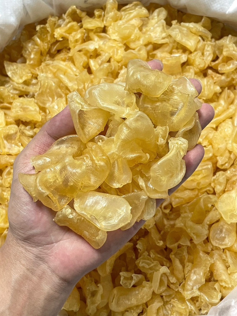 珍珠鱼胶花胶200头