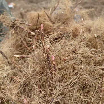 批发淫羊藿根三枝九叶草种苗淫羊藿种苗