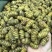 精选铁皮石斛枫斗颗粒切片干条非霍山铁皮石斛粉直接冲水喝