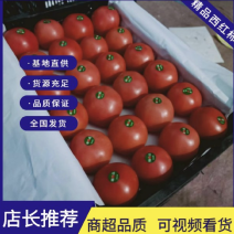 【今日推荐】河北硬粉西红柿，视频看货量大从优对接全国