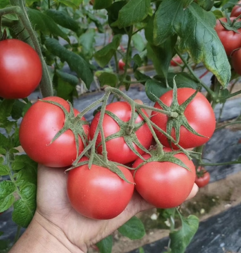 【今日推荐】河北硬粉西红柿，视频看货量大从优对接全国