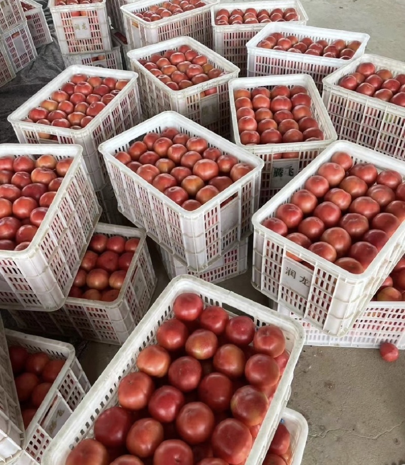 【今日推荐】河北硬粉西红柿，视频看货量大从优对接全国