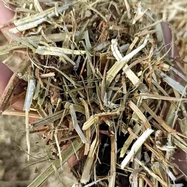 花生秧草牛羊饲料一手货源常年批发供应可实地看货视频看货