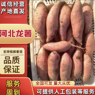 【推荐】河北龙薯可视频看货产地直发对接全国电商品质保证