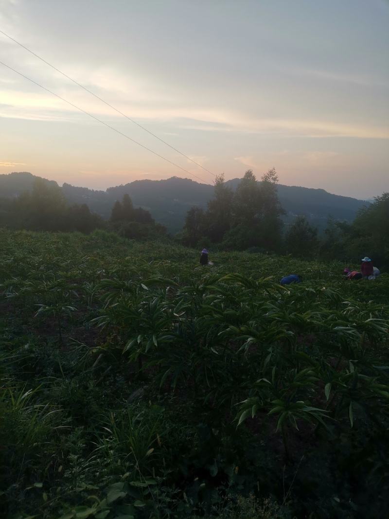 魔芋种子，宣汉本地魔芋种子，一代二代魔芋种子