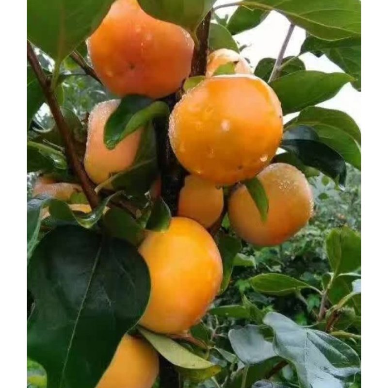 陕眉扶阳丰甜柿子