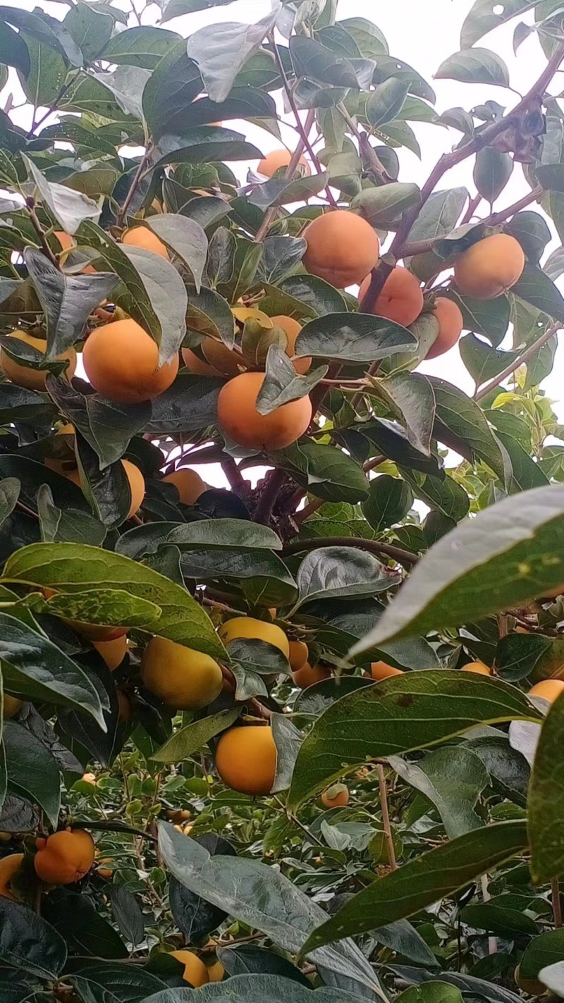 陕眉扶阳丰甜柿子