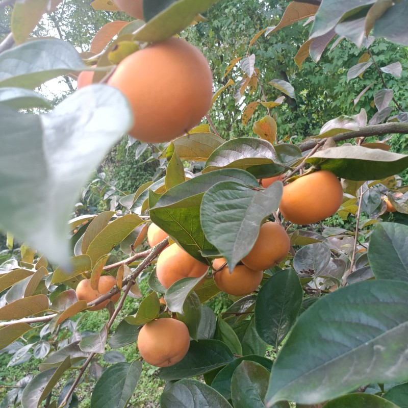 陕眉扶阳丰甜柿子
