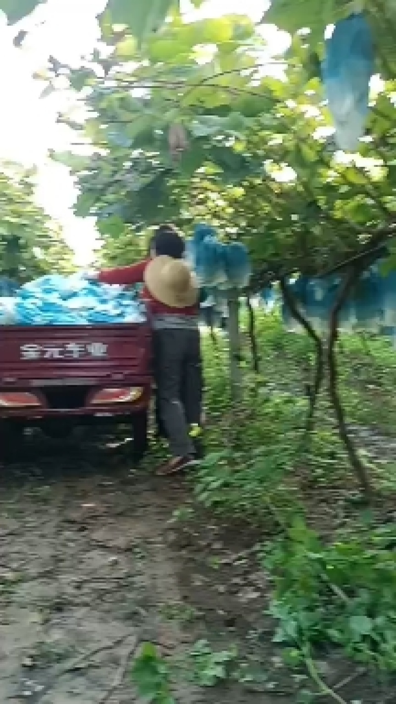 陕西眉扶阳光玫瑰葡萄冷库果