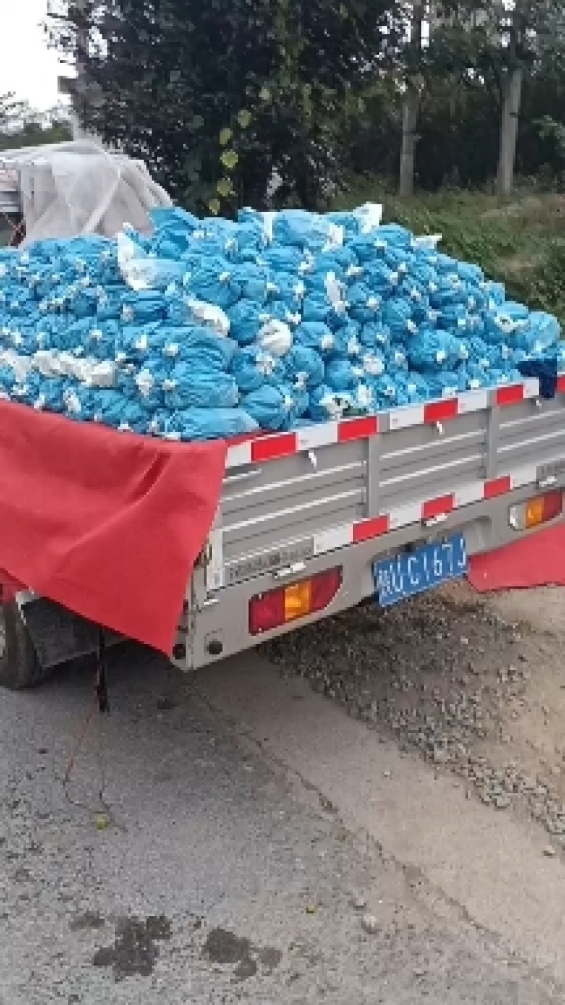 陕西眉扶阳光玫瑰葡萄冷库果