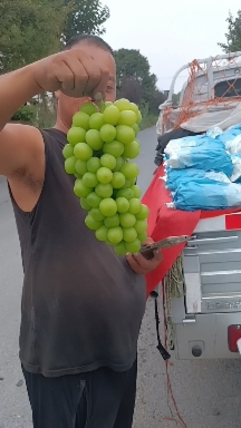 陕西眉扶阳光玫瑰葡萄冷库果