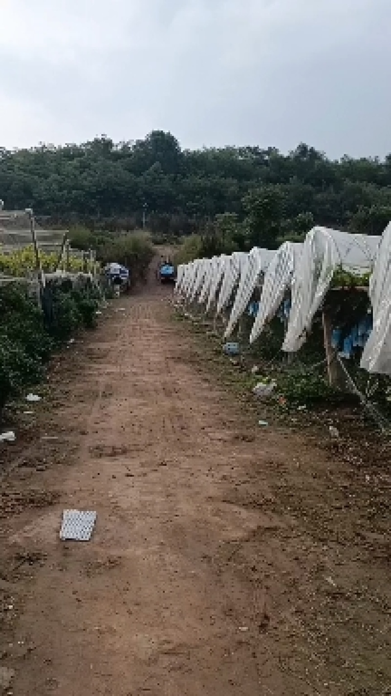 陕西眉扶阳光玫瑰葡萄冷库果